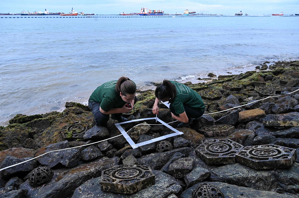 This photograph taken on May 9, 2023 shows marine researchers from the National University of Singapore Dr. Janine Ledet (L) and Lynette Ying checking for organisms among 
