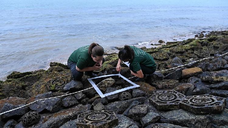 Scientists create tiles to support marine life in Singapore - CGTN