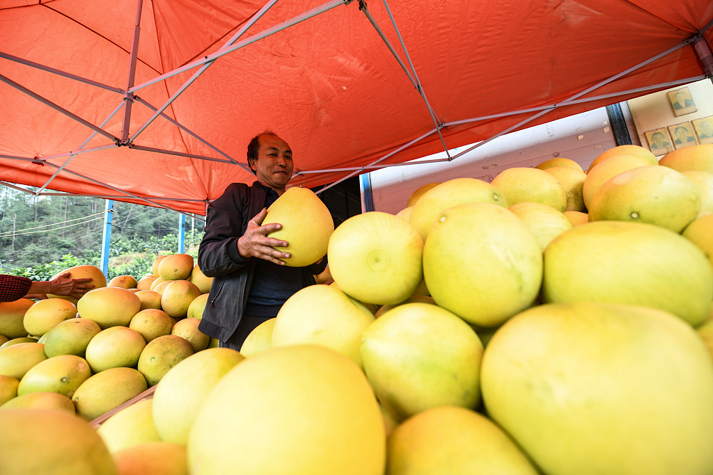 A farmer holds a pomelo at the Tianshui Village in Zunyi of southwest China's Guizhou Province, on Nov. 14, 2023. /CFP