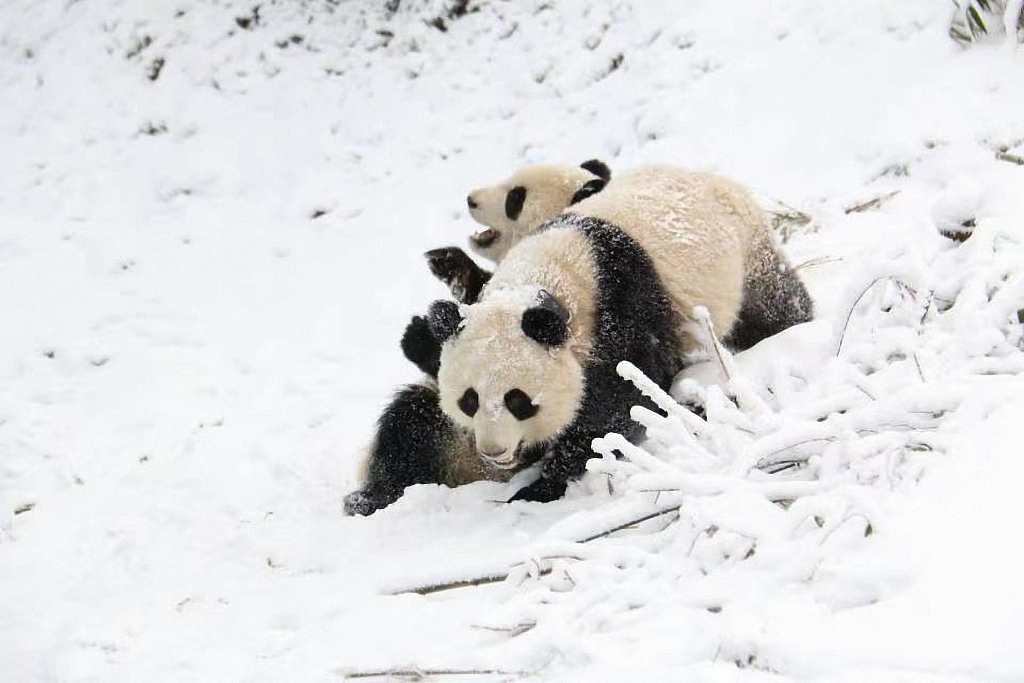 Giant pandas play in Daxiangling panda release base in Sichuan Province, southwest China. /CFP