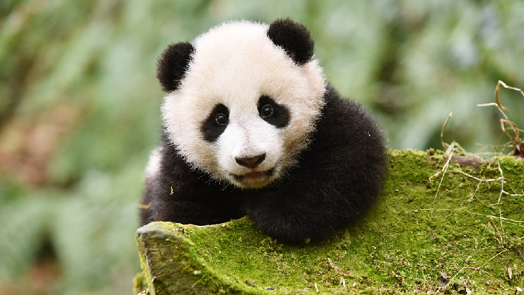 National center for giant panda conservation and research inauguration ...