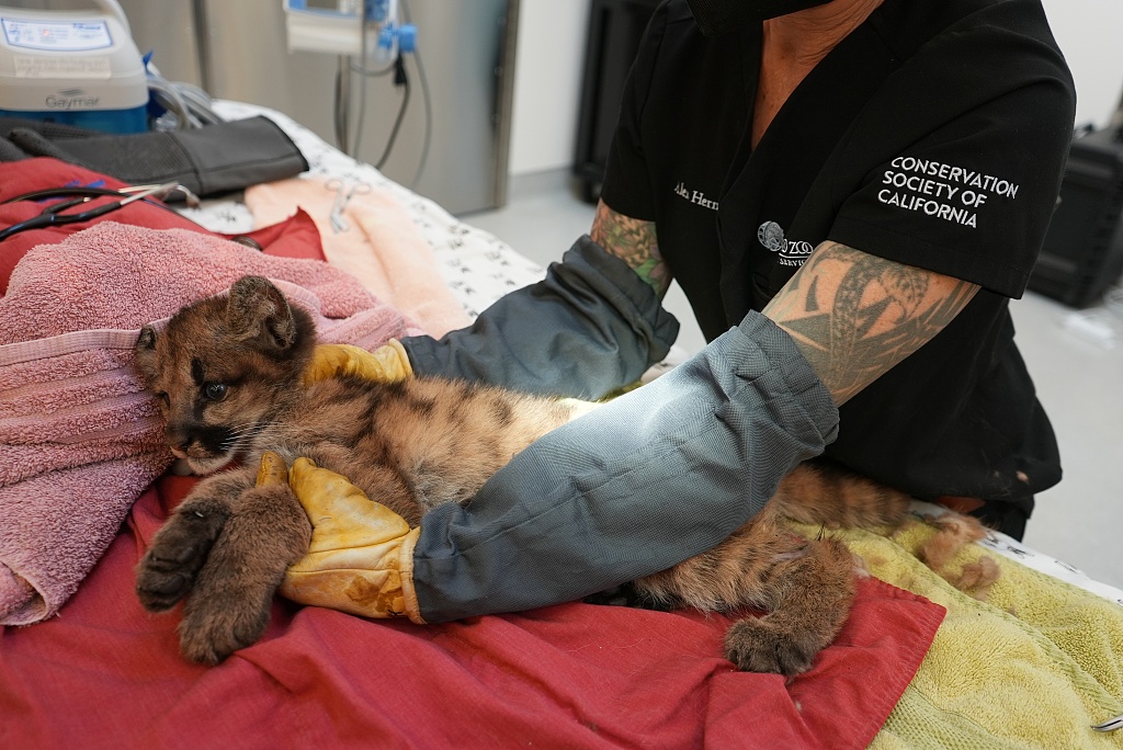 Photo shows one of the mountain lion cubs getting health examination at the Oakland Zoo in California, United States. /CFP
