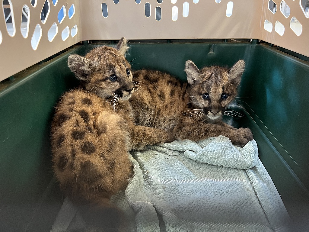 Photo shows the two mountain lion cubs are on the way to the Oakland Zoo in California, United States. /CFP