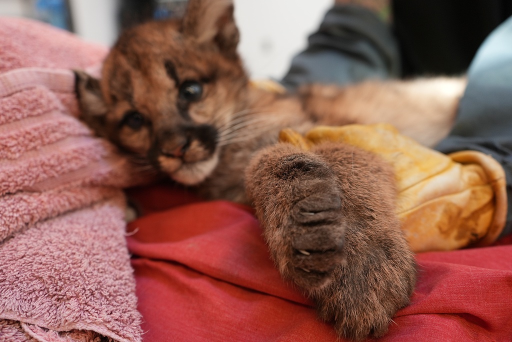 Photo shows one of the mountain lion cubs at the Oakland Zoo in California, United States. /CFP