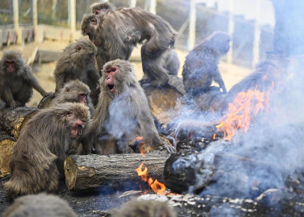 Photo shows Japanese Yaku macaques gather around a bonfire at Japan Monkey Centre in Inuyama, Aichi Prefecture. /CFP