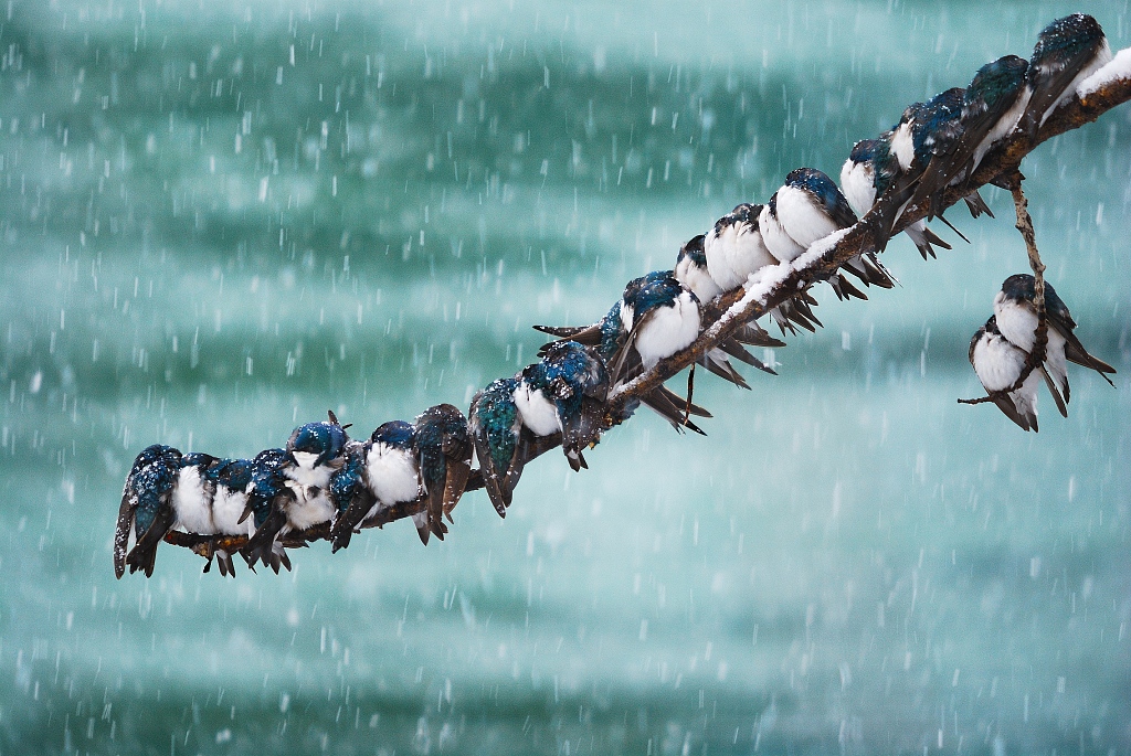 Photo shows 24 swallows huddling together to survive harsh winter weather by the side of Yukon River in Canada. /CFP