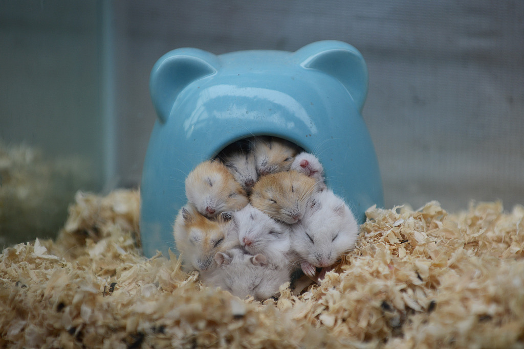 Photo shows hamsters sleeping together in a nest to keep warm in a pet shop in Jiaxing，east China's Zhejiang Province. /CFP