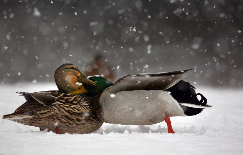 Photo shows two ducks burrowing to stay warm in Detroit, Michigan, the United States. /CFP