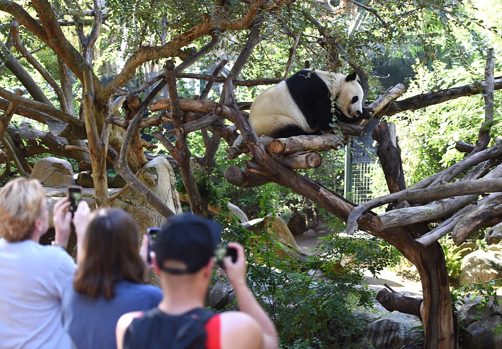 A file photo taken on November 21, 2017 shows a giant panda enjoying its tree time in San Diego, California. /CFP