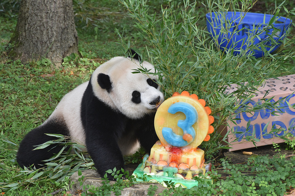 Giant panda Xiao Qi Ji enjoys his 