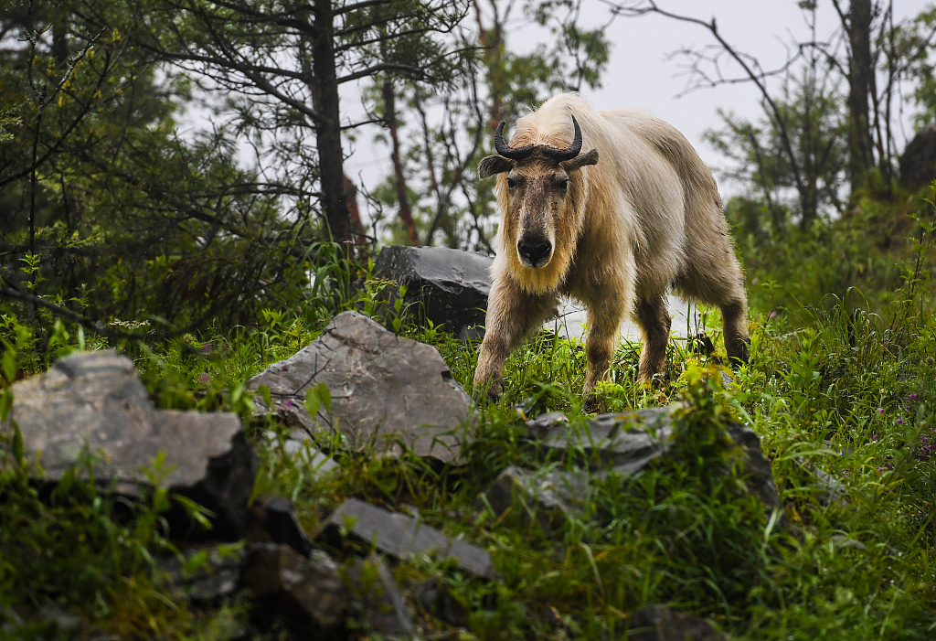 A takin in Niubeiliang National Nature Reserve in northwest China's Shaanxi Province. /CFP