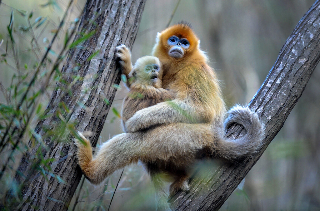 Sichuan snub-nosed monkeys in Niubeiliang National Nature Reserve in northwest China's Shaanxi Province. /CFP