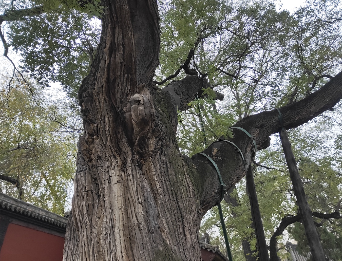 Measures are taken to protect ancient trees in Jinci Temple, north China's Shanxi Province. /CMG