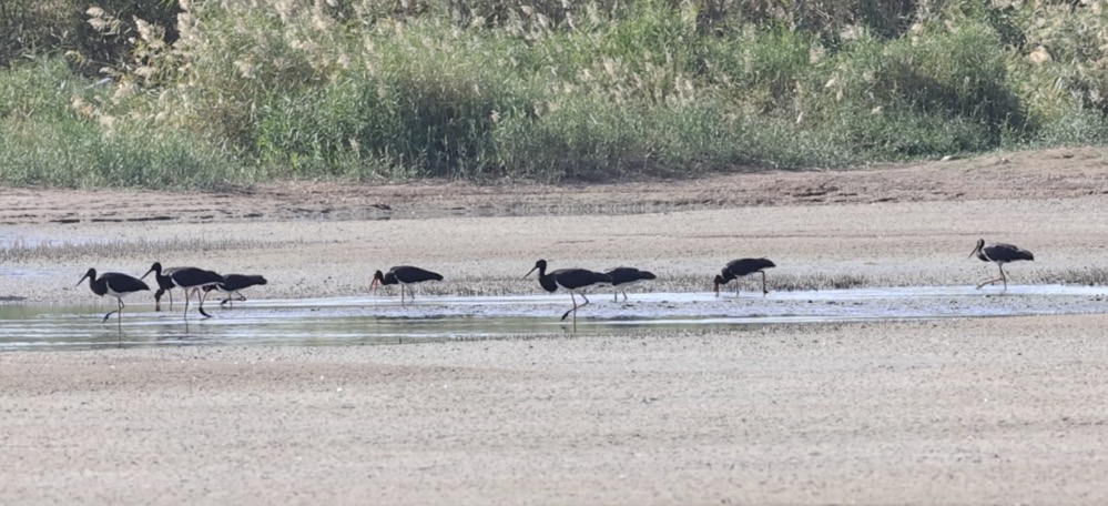 Black storks forage in the wetland at the Kashgar Reclaimed Water Utilization and Ecological Afforestation Base. 