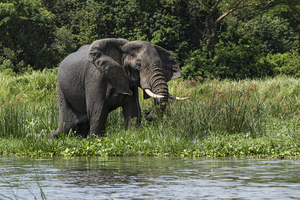 An African elephant wanders by the bank of Nile River in Uganda. /CFP