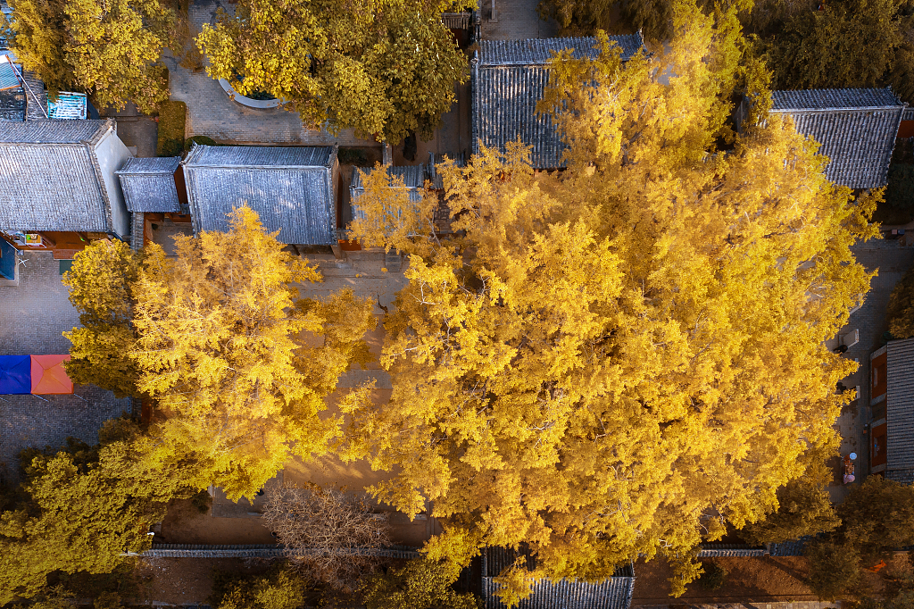 An aerial photo taken on November 7, 2023 shows the 4,000-year-old ginkgo tree at the Dinglin Temple, Rizhao, Shandong Province, China. /CFP