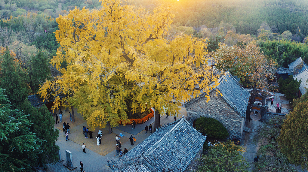 An aerial photo taken on November 7, 2023 shows the 4,000-year-old ginkgo tree at the Dinglin Temple, Rizhao, Shandong Province, China. /CFP