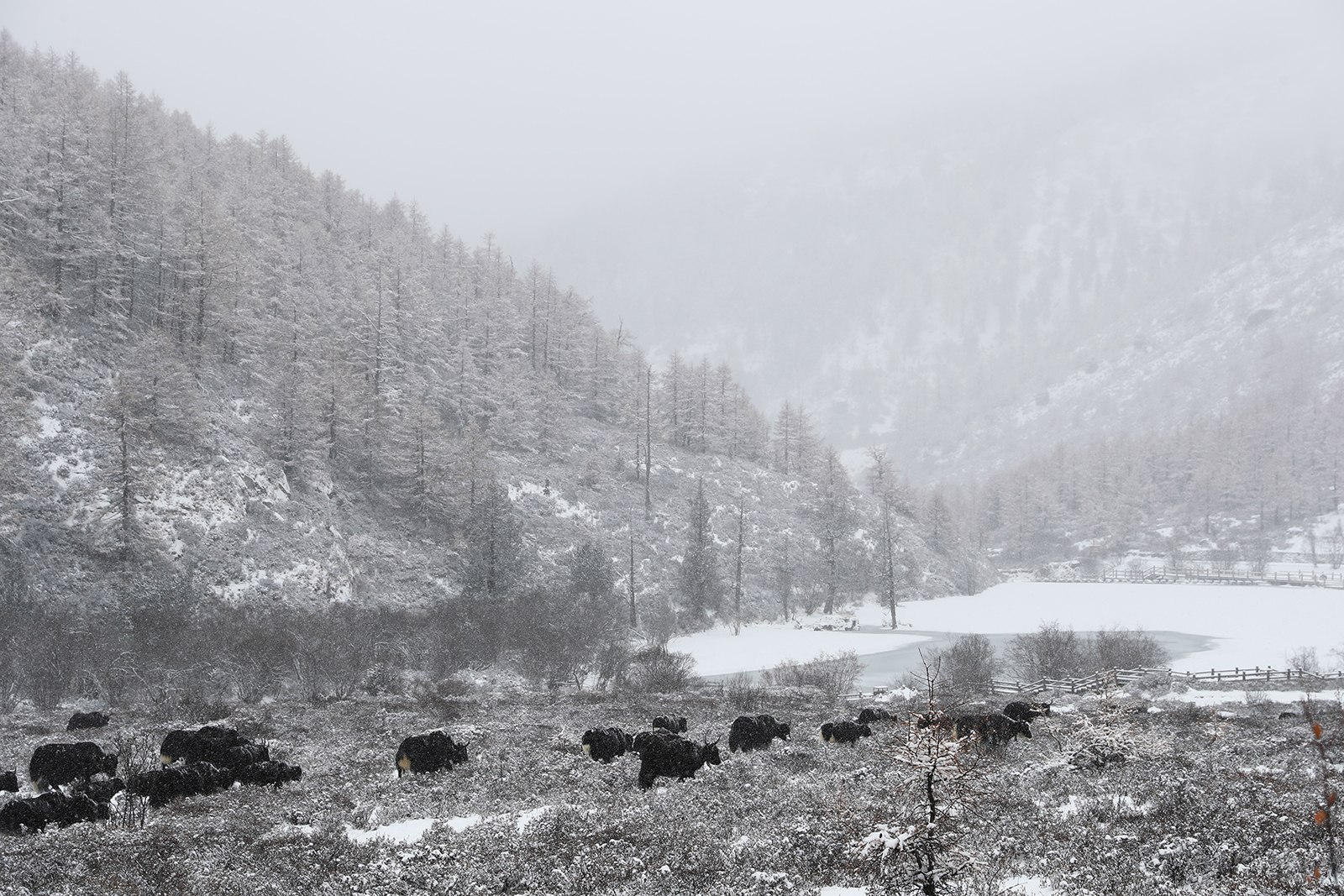 Yaks graze on an alpine meadow at Daocheng Yading Nature Reserve in Ganzi, Sichuan. /CGTN