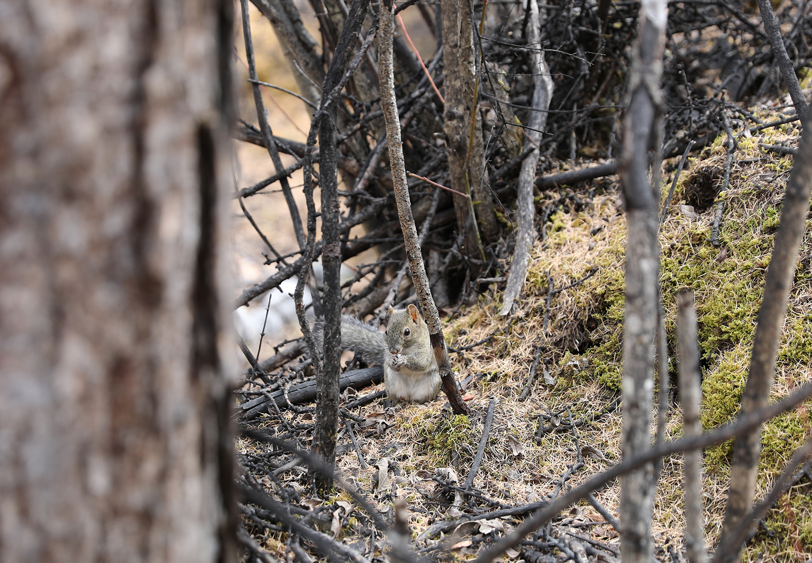 A squirrel is spotted at Daocheng Yading Nature Reserve in Ganzi, Sichuan. /CGTN