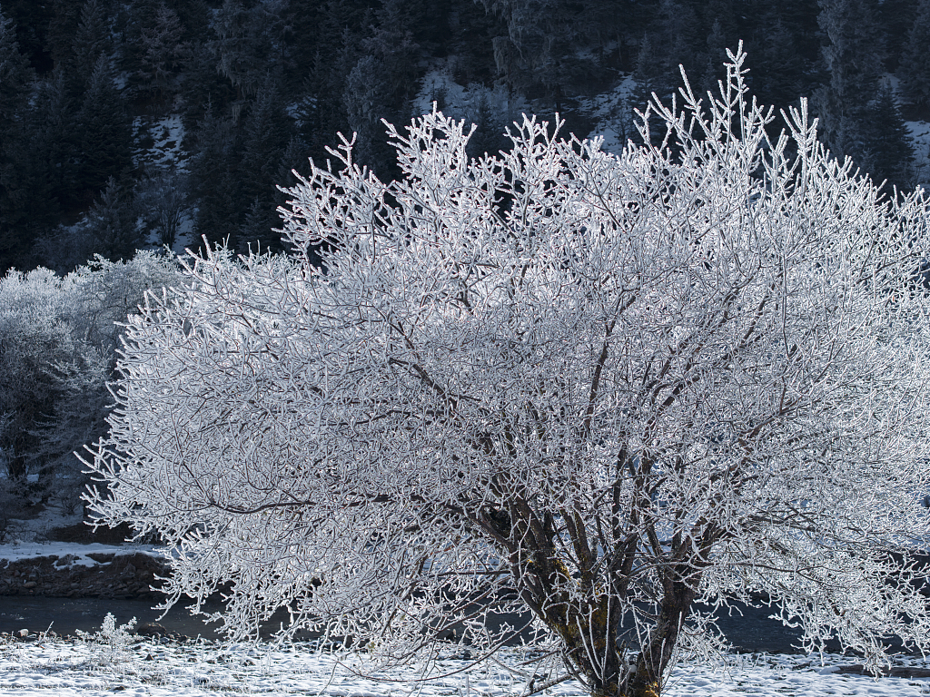 Hard rime is seen on trees in Shangri-La, Diqing Zang Autonomous Prefecture, southwest China's Yunnan Province, November 15, 2023. /CFP