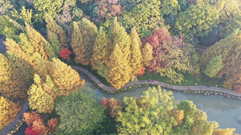 An aerial photo taken on November 21, 2023, shows the colorful trees at the Slender West Lake scenic area in Yangzhou, Jiangsu Province. /CFP