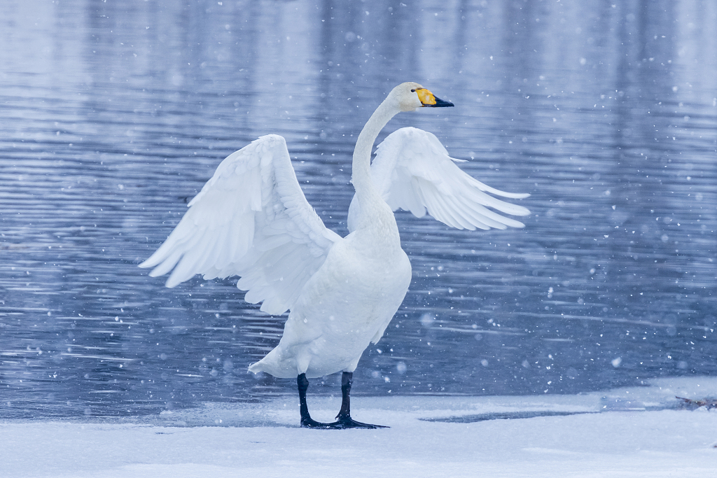 A file photo shows a swan spreading its wings in the snow by a lake in Beijing. /CFP