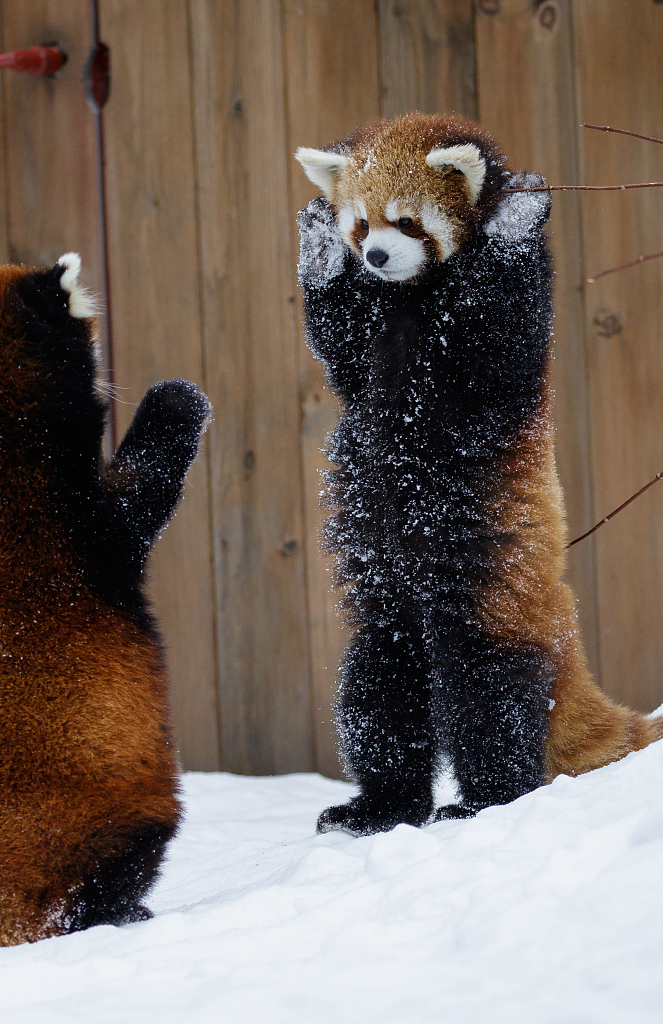 A file photo shows two small red pandas playing in the snow in Quebec, Canada. /CFP