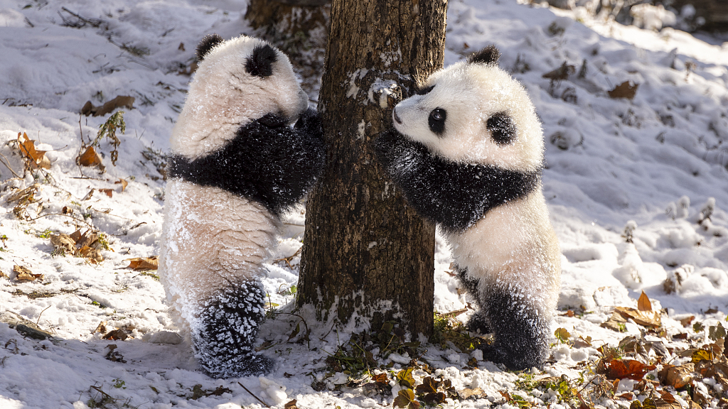 A file photo shows two giant panda cubs playing in the snow at the Shenshuping base in the Wolong National Nature Reserve, Sichuan Province. /CFP