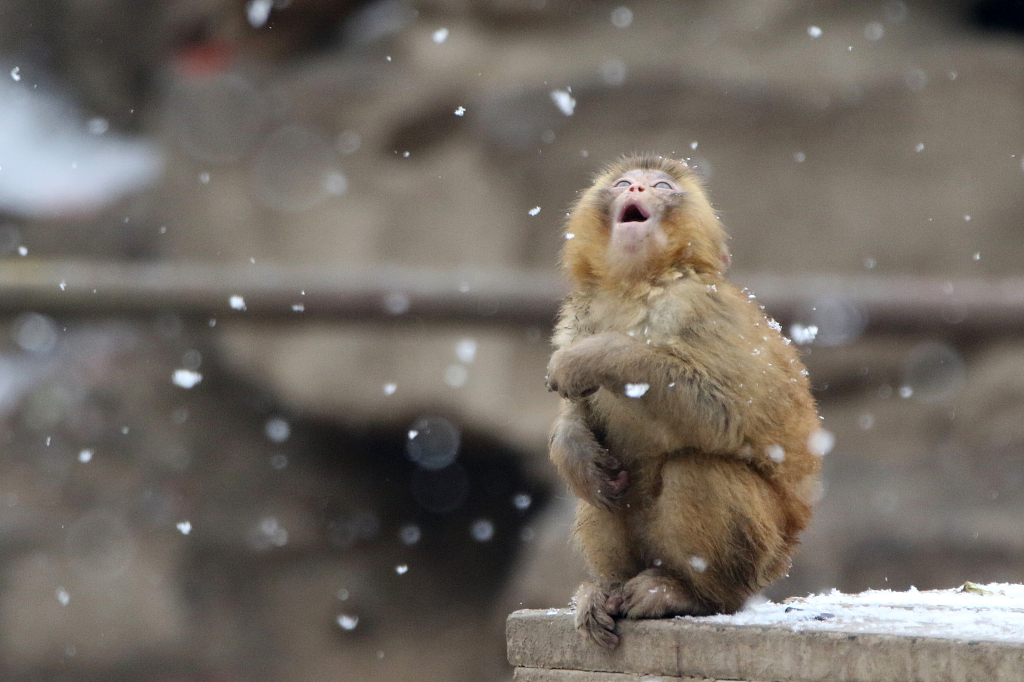 A file photo shows a little monkey raising its head to the sky and opening its mouth, as if wanting to taste the snowflakes, in Zhengzhou Zoo, Henan Province. /CFP