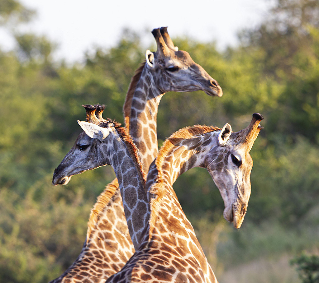 A file photo shows a trio of giraffes in the South Africa's largest national wildlife park, the Kruger National Park. /CFP