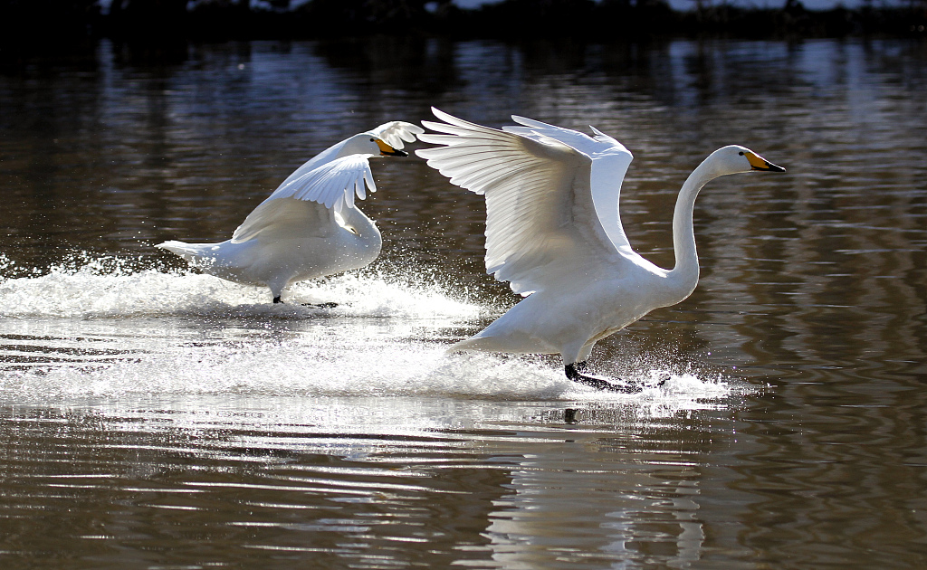 Swans flap land on the Daling River in Chaoyang, Liaoning Province on November 20, 2023. /CFP