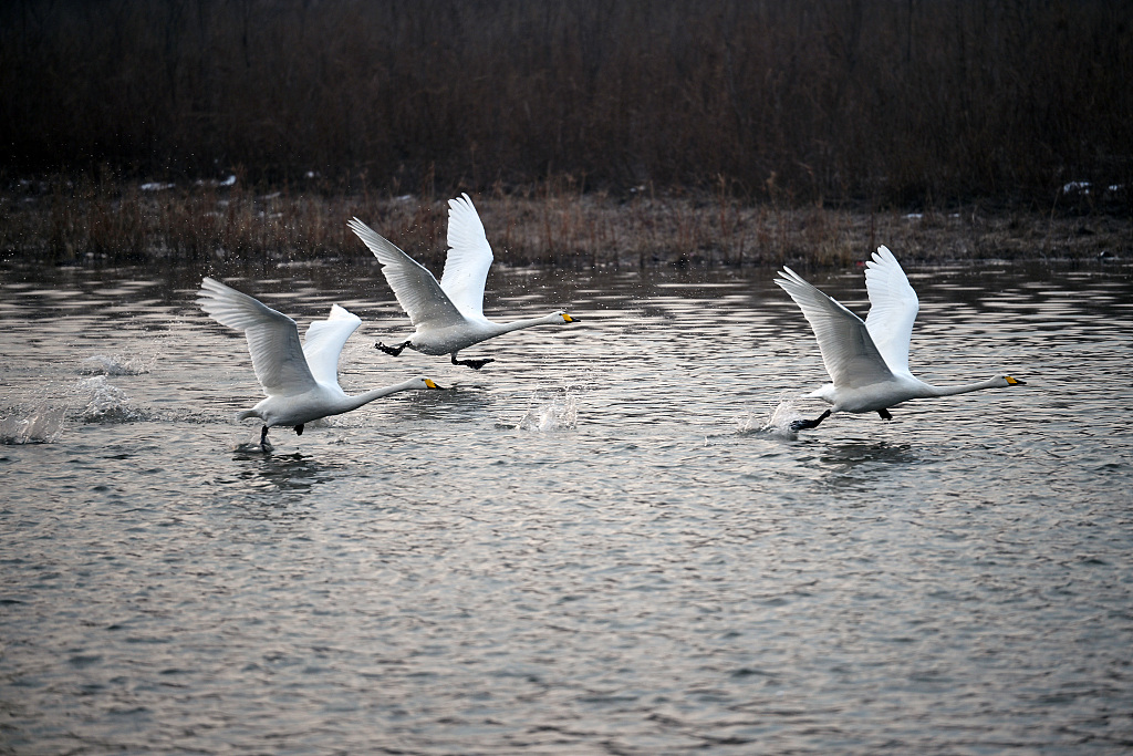 Swans take off from the Daling River in Chaoyang, Liaoning Province on November 21, 2023. /CFP