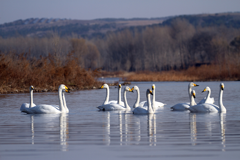 Swans flock to spend winter at Swan Bay on the Daling River in Chaoyang, Liaoning Province on November 20, 2023. /CFP
