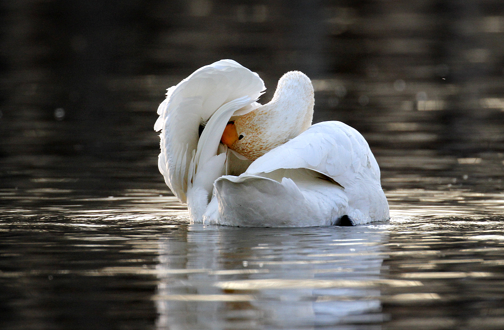 A swan preens its feathers on the Daling River in Chaoyang, Liaoning Province on November 20, 2023. /CFP