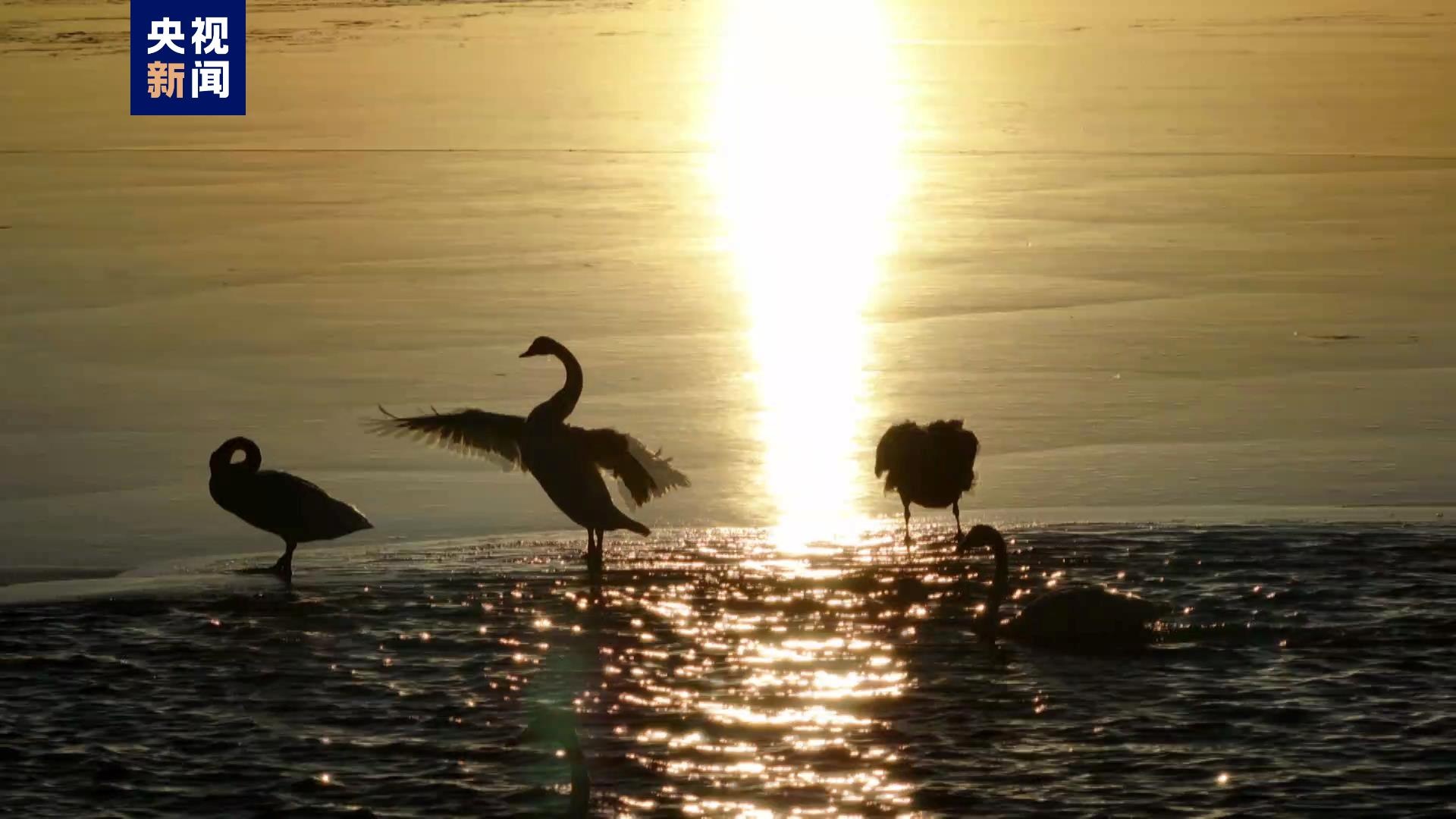 Migratory swans at sunset at Beijing's Guanting Reservoir. /CMG