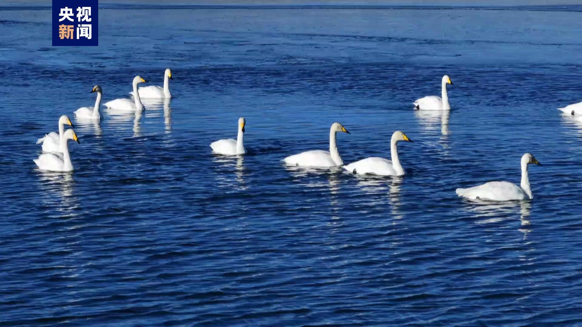 Whooper swans at Beijing's Guanting Reservoir. /CMG