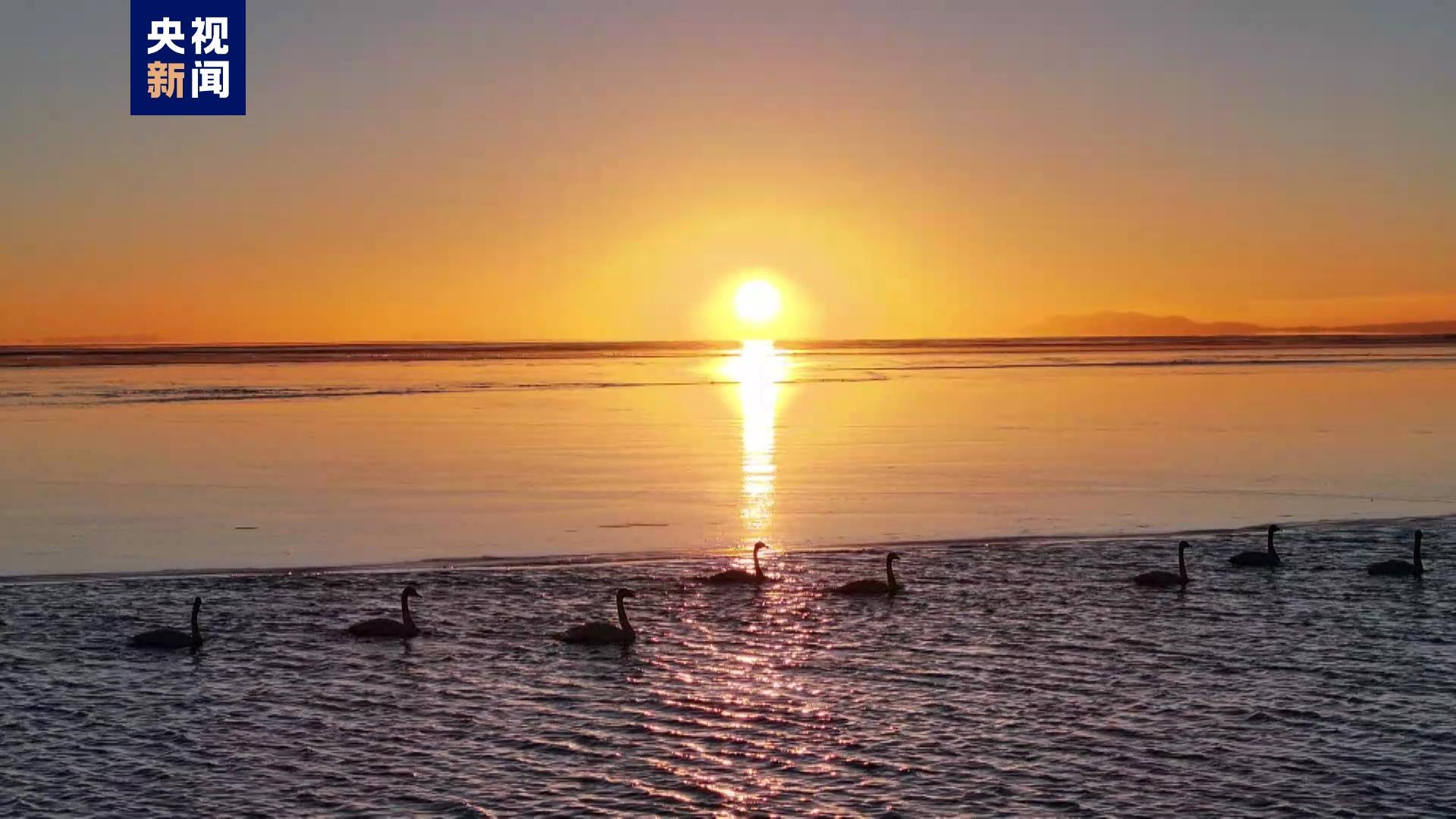 Swans swim at twilight at Beijing's Guanting Reservoir. /CMG