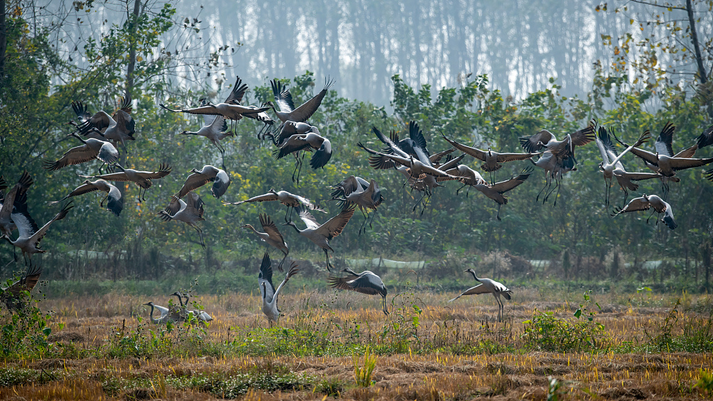 Flocks of migratory birds arrive at the Dongting Lake, in central China's Hunan Province, November 1, 2022. /CFP