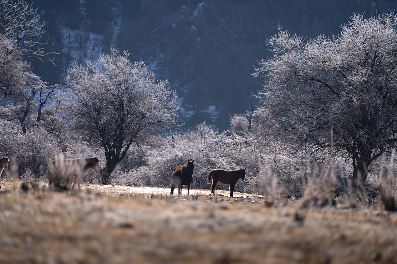 Soft crystallized rime adorns trees at the Potatso National Park in Shangri-La County, southwest China's Yunnan Province, November 21, 2023. /CFP