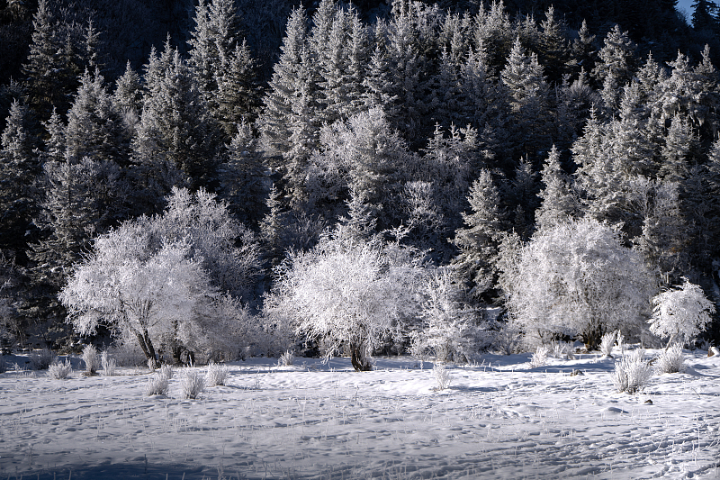 Soft crystallized rime adorns trees at the Potatso National Park in Shangri-La County, southwest China's Yunnan Province, November 21, 2023. /CFP