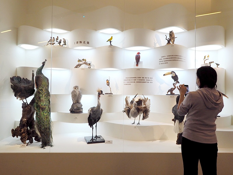 A visitor takes photos of animal specimens during an exhibition at the National Museum of China in Beijing, November 21, 2023. /CFP