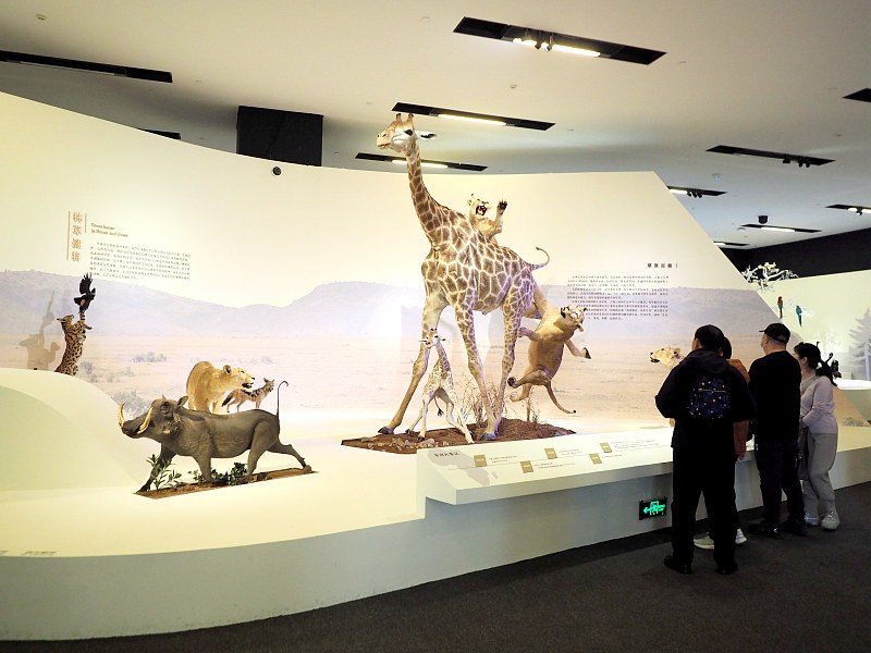 People visit a wildlife-themed exhibition at the National Museum of China in Beijing, November 21, 2023. /CFP