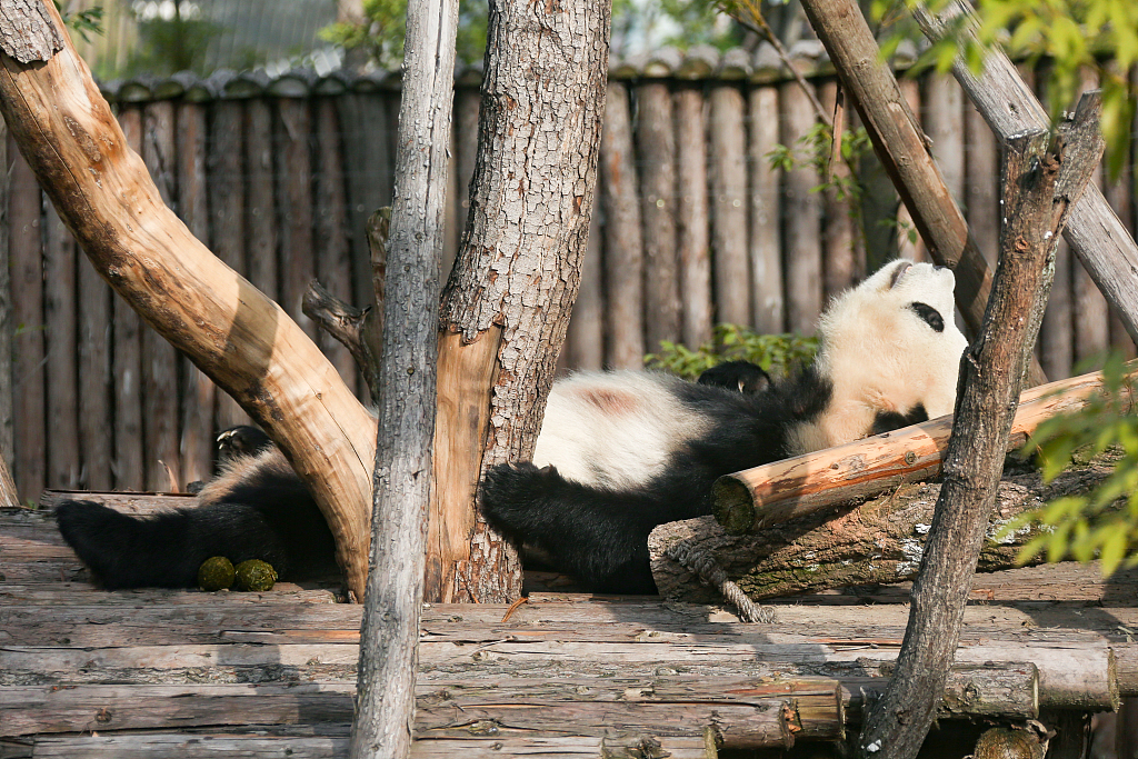 A giant panda enjoys the winter sunshine at the Chengdu Research Base of Giant Panda Breeding in Chengdu, southwest China's Sichuan Province, on November 22, 2023. /CFP