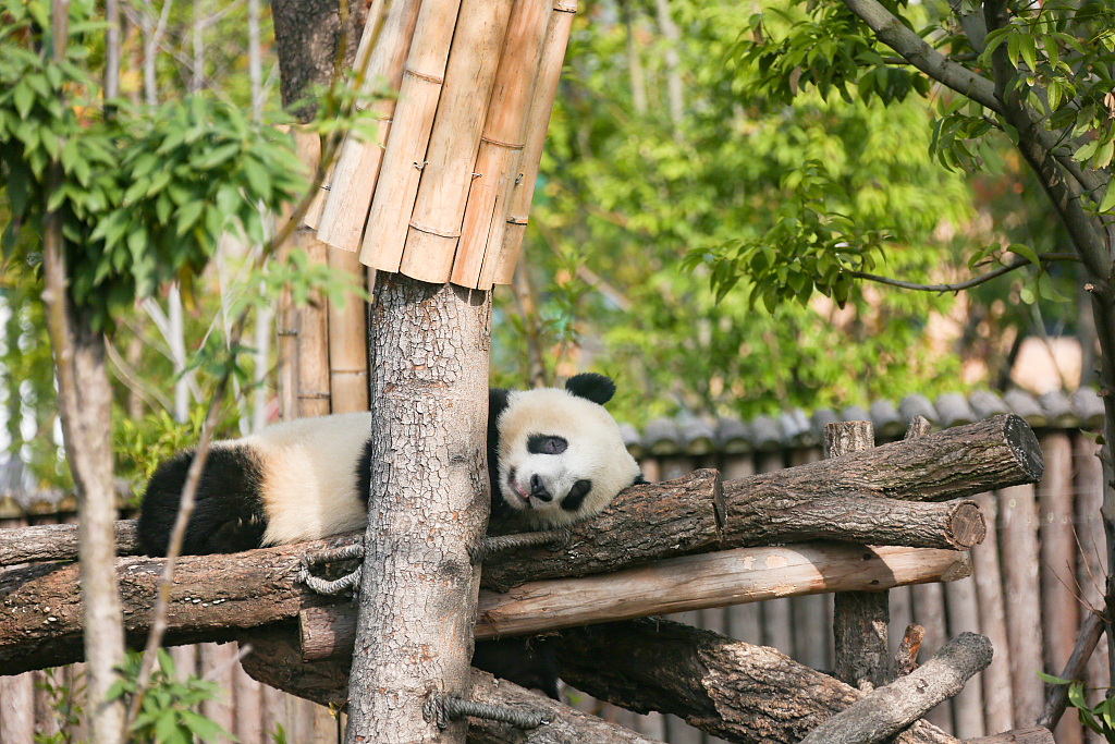 A giant panda enjoys the winter sunshine at the Chengdu Research Base of Giant Panda Breeding in Chengdu, southwest China's Sichuan Province, on November 22, 2023. /CFP