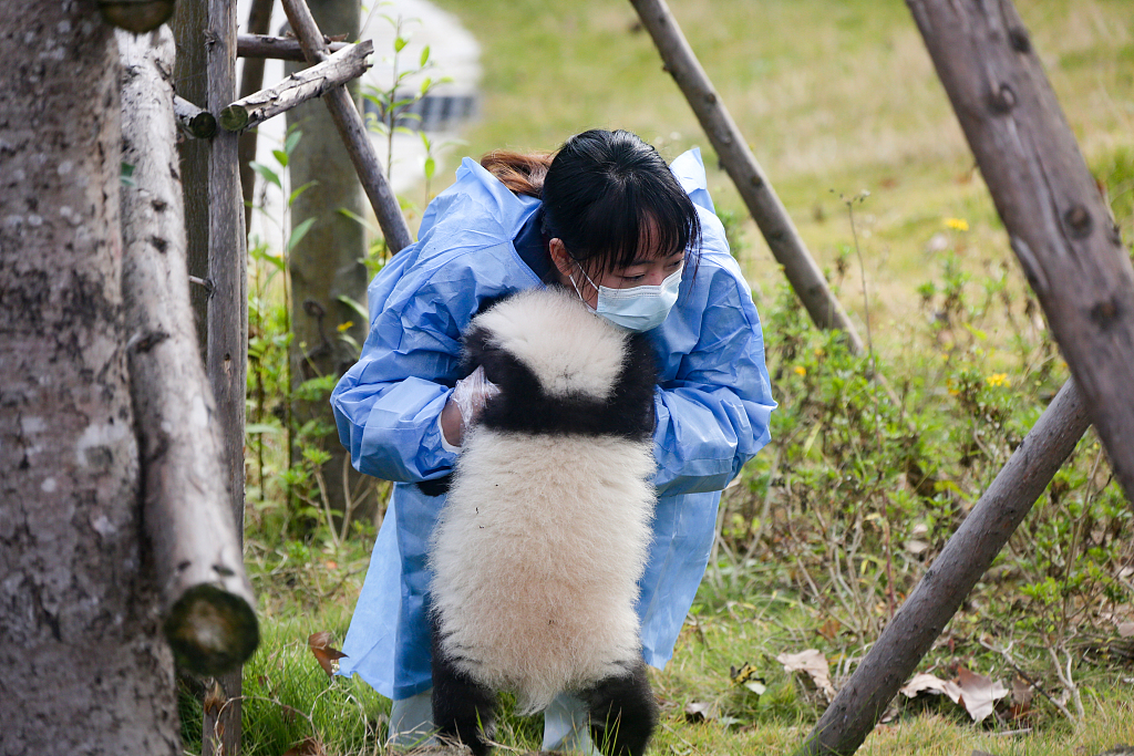 A panda cub interacts with a caretaker at the Chengdu Research Base of Giant Panda Breeding in Chengdu, southwest China's Sichuan Province, on November 22, 2023. /CFP