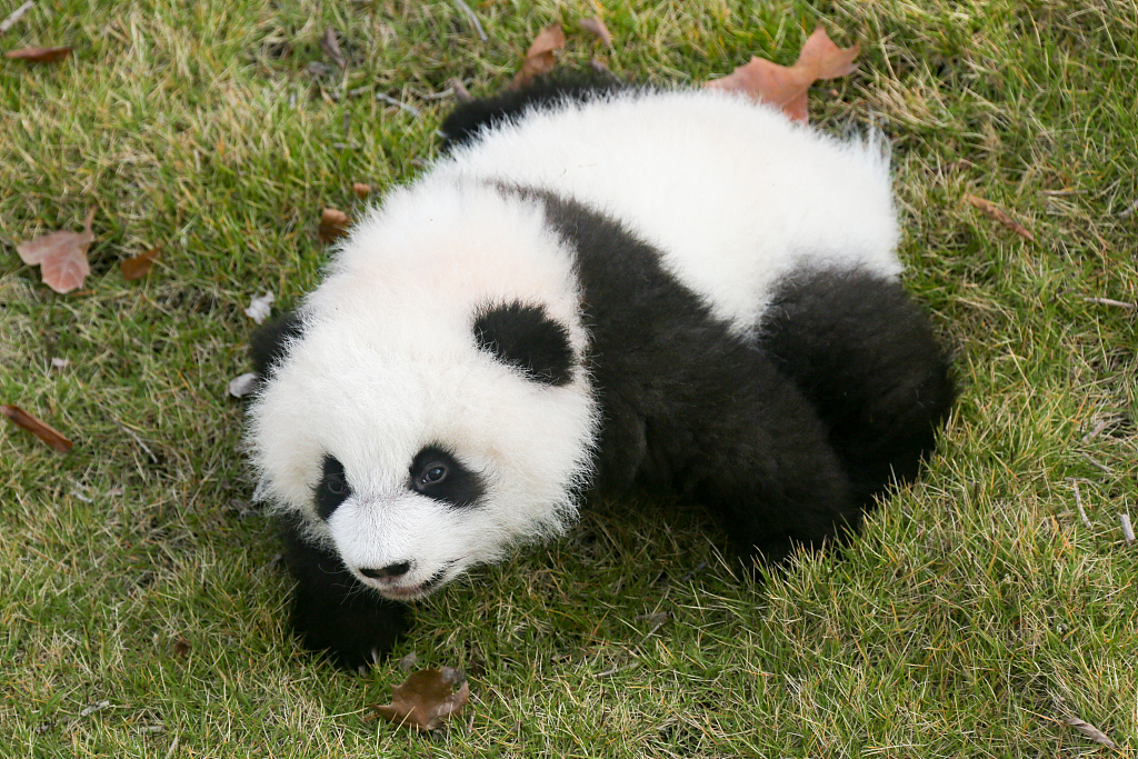 A panda cub basks in winter sunshine at the Chengdu Research Base of Giant Panda Breeding in Chengdu, southwest China's Sichuan Province, on November 22, 2023. /CFP