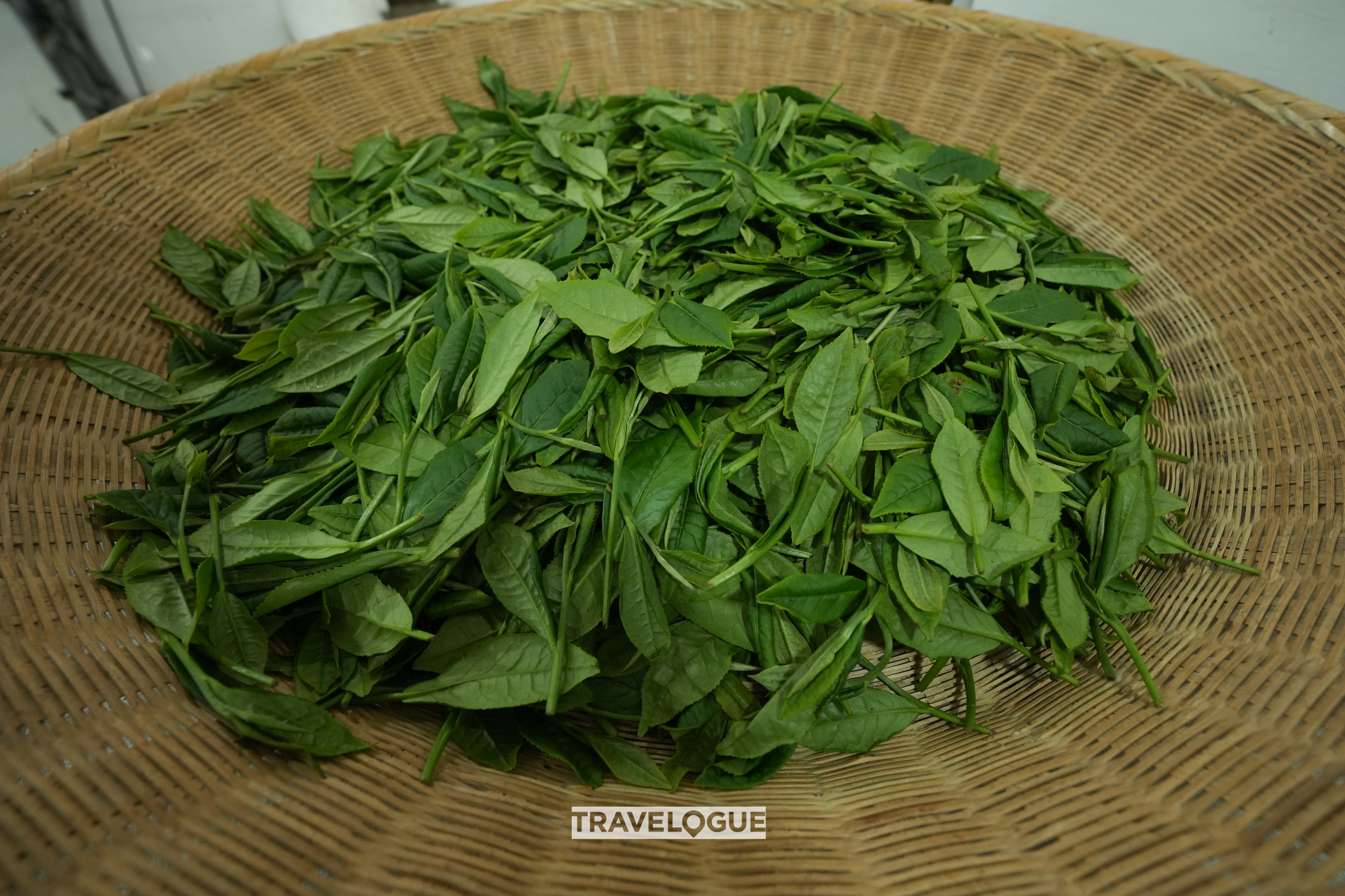 An undated photo shows fresh Taiping Houkui tea leaves in Huangshan, east China's Anhui Province. /CGTN 