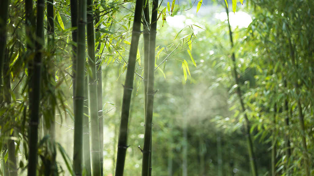 Bamboo forest. /VCG