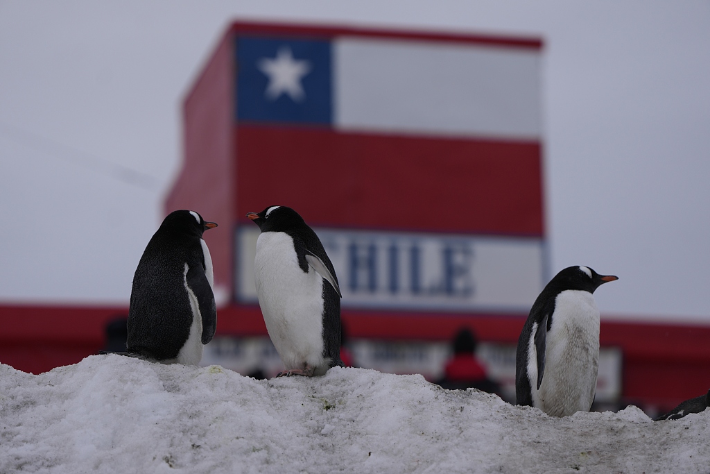 Papua penguins walk at the Bernardo O'Higgins Chilean military base in Antarctica on November 23, 2023. /CFP