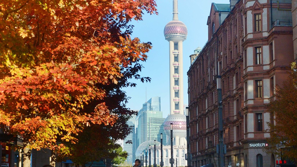 A photo taken on November 21, 2023 shows a view of maple trees and the Oriental Pearl Tower in Shanghai. /CFP